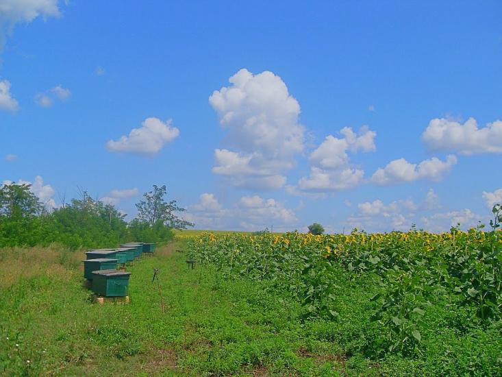 Зброшкове з panoramio.com - Зброшкове