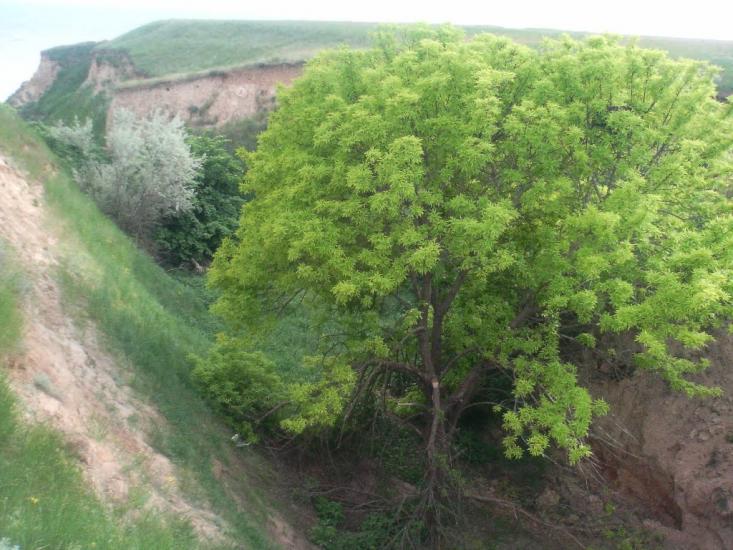 Лупареве з panoramio.com - Лупарево