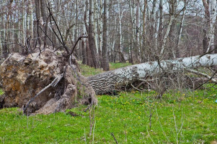 Першотравневе з panoramio.com - Першотравневе