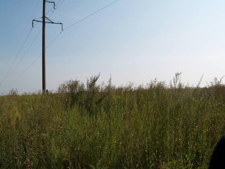 Кустівці з panoramio.com - Кустівці