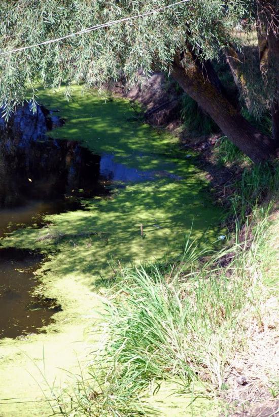 Думанці з panoramio.com - Думанцы