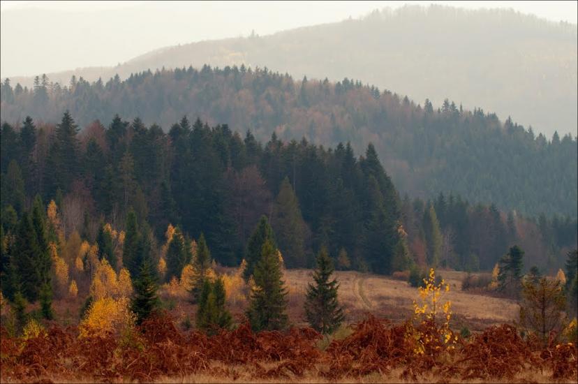 Пашківці з panoramio.com - Пашківці
