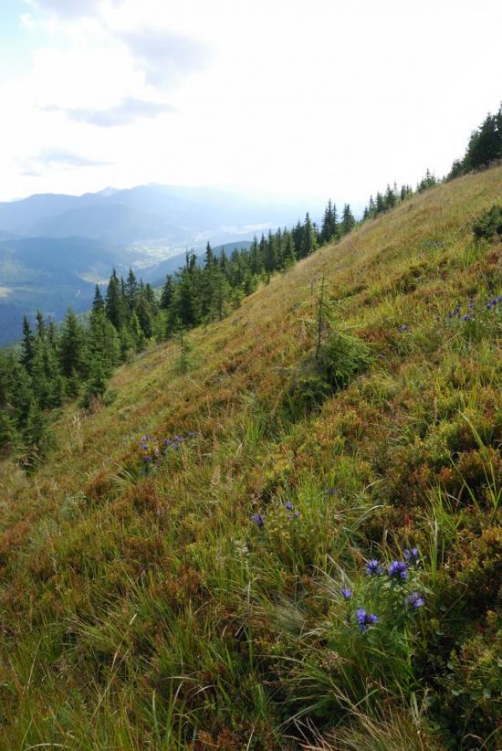 Згари з panoramio.com - Згары