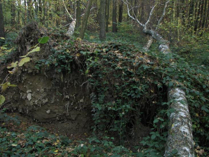Брюховичі з panoramio.com - Брюховичи