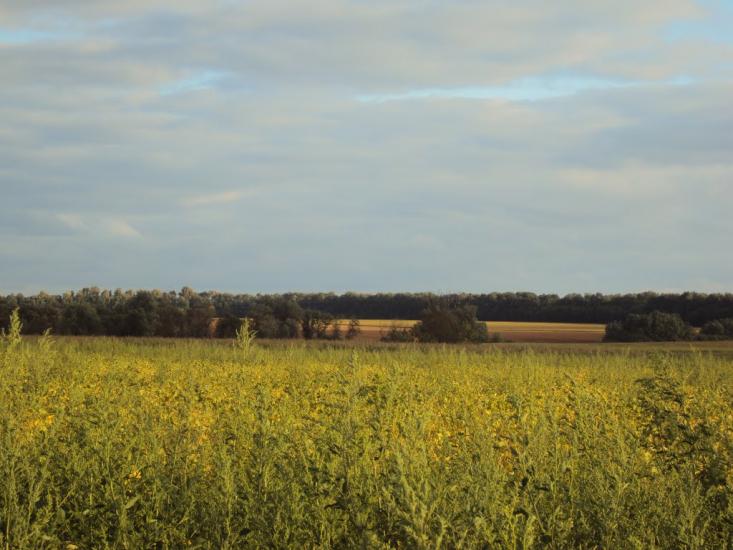Веселий Кут з panoramio.com - Веселый Кут