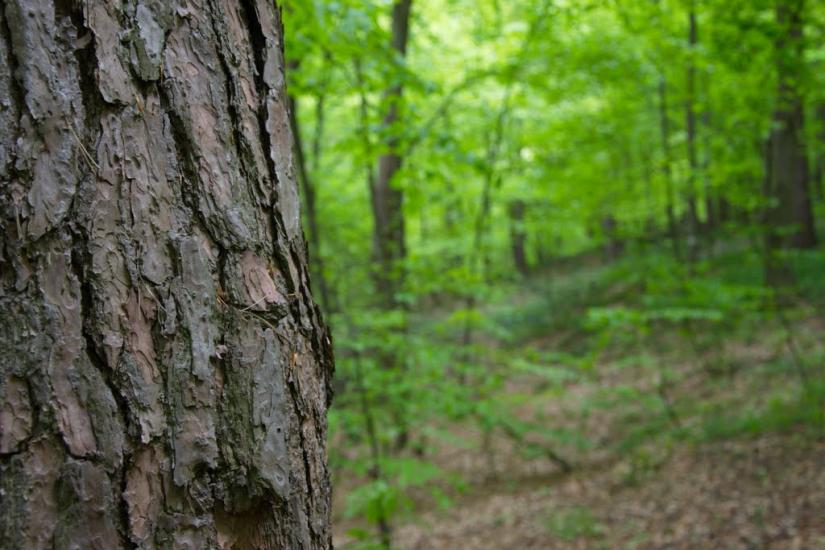 Козулька з panoramio.com - Козулька