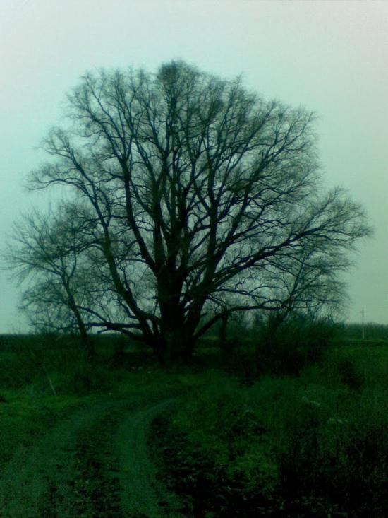 Добровеличківка з panoramio.com - Добровеличковка