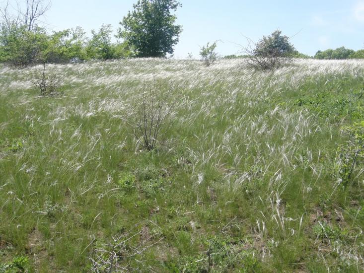 Айдар-Миколаївка з panoramio.com - Айдар-Николаевка
