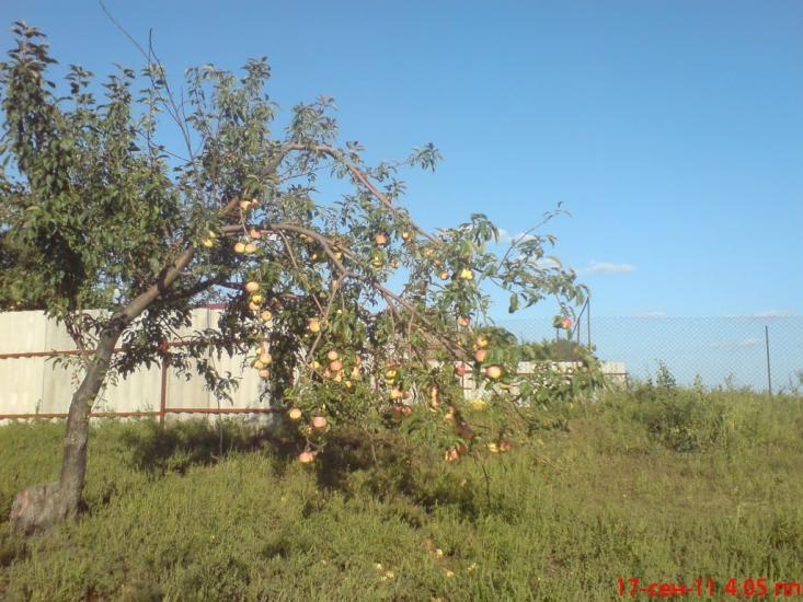 Новоборовиці з panoramio.com - Новоборовиці