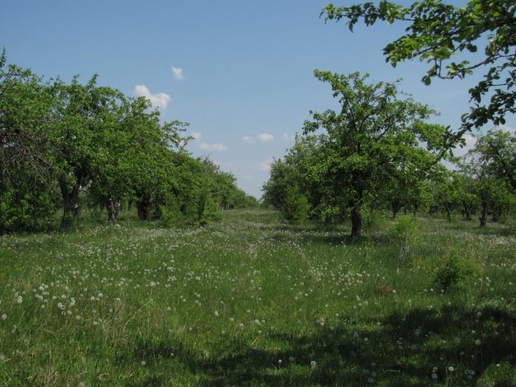 Черемошне з panoramio.com - Черемошне