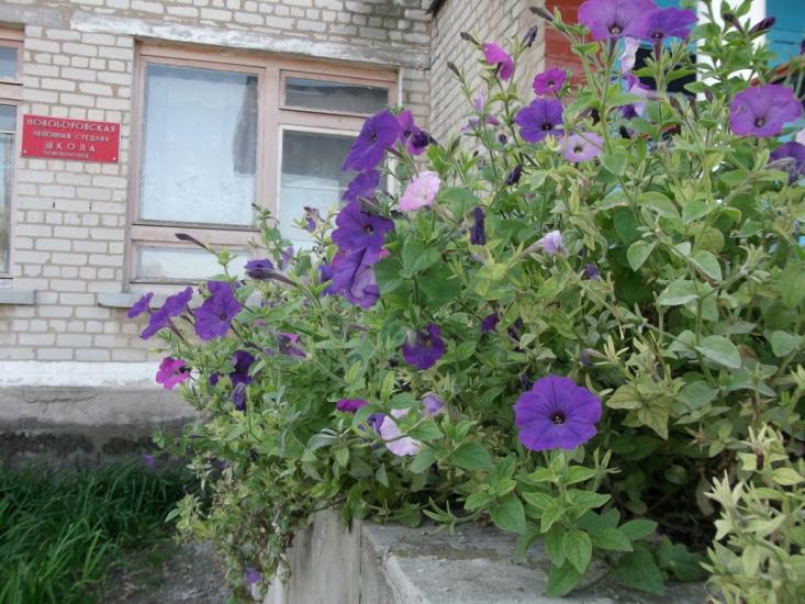 Новоборове з panoramio.com - Новоборове