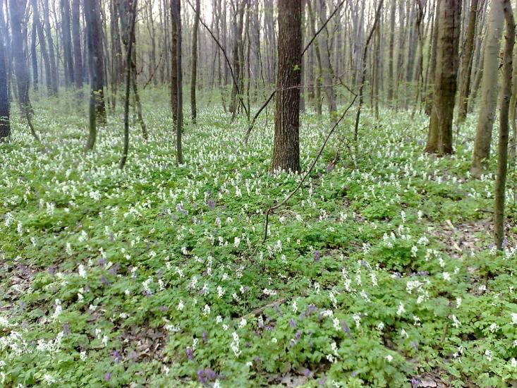 Лаврів з panoramio.com - Лаврів
