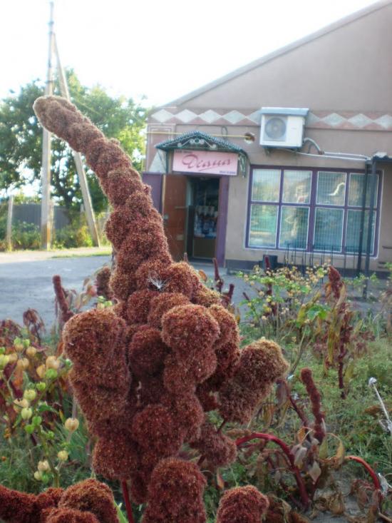 Іванівка з panoramio.com - Іванівка