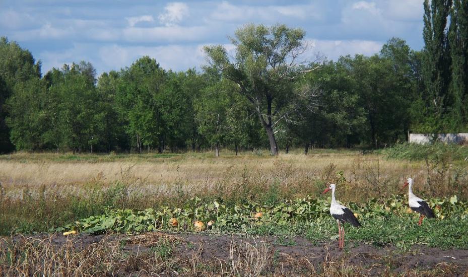 Зачепилівка з panoramio.com - Зачепилівка