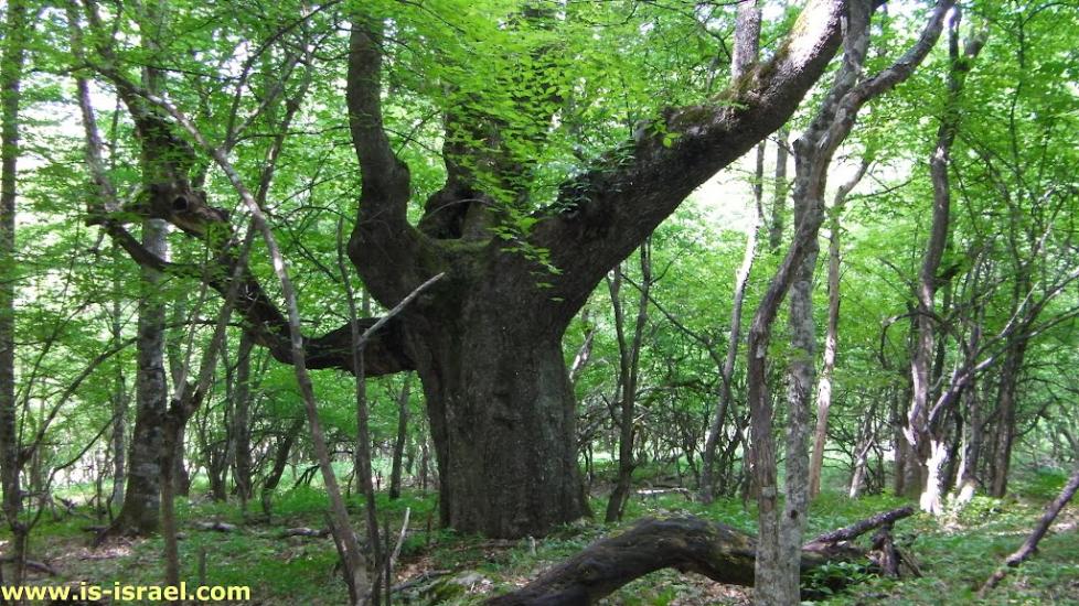 Многоріччя з panoramio.com - Многоріччя