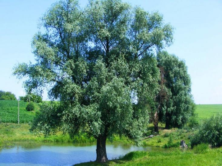 Вороне з panoramio.com - Вороне