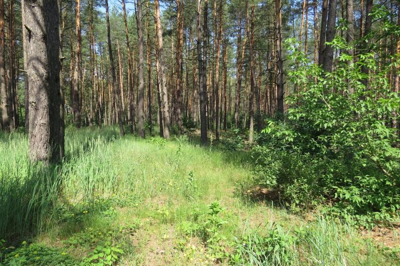 Хрещатик з panoramio.com - Khreschatyk