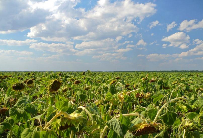Миронівка з panoramio.com - Миронівка