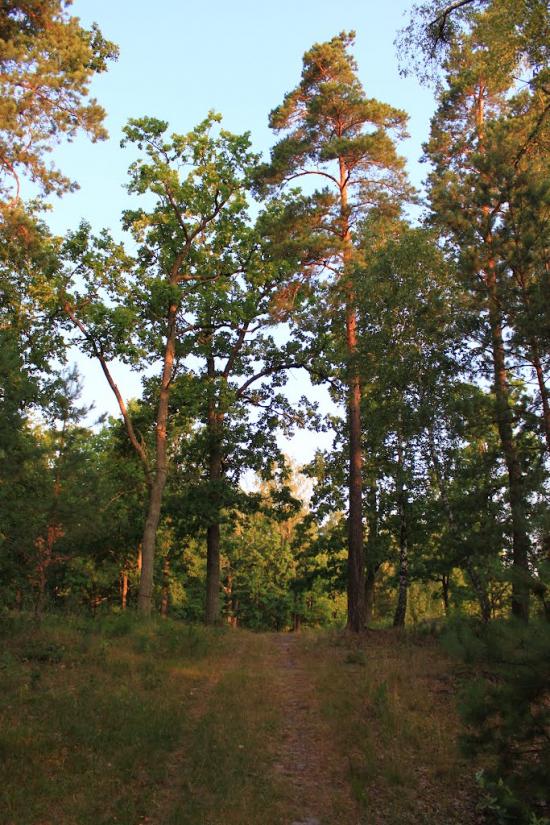 Жовтневе з panoramio.com - Жовтневе