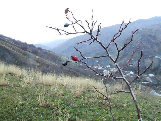 Ворон з panoramio.com - Ворон