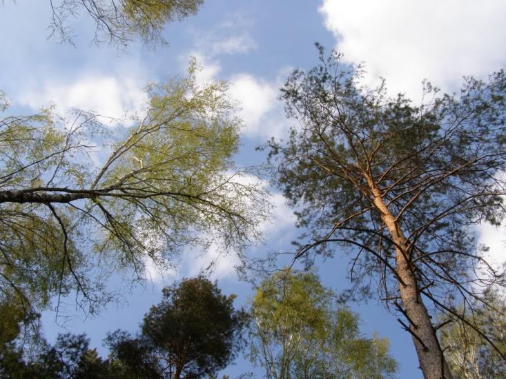 Гута-Камінська з panoramio.com - Гута-Камінська