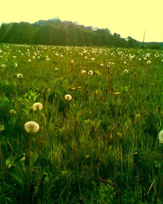 Малі Селменці з panoramio.com - Малые Селлменцы
