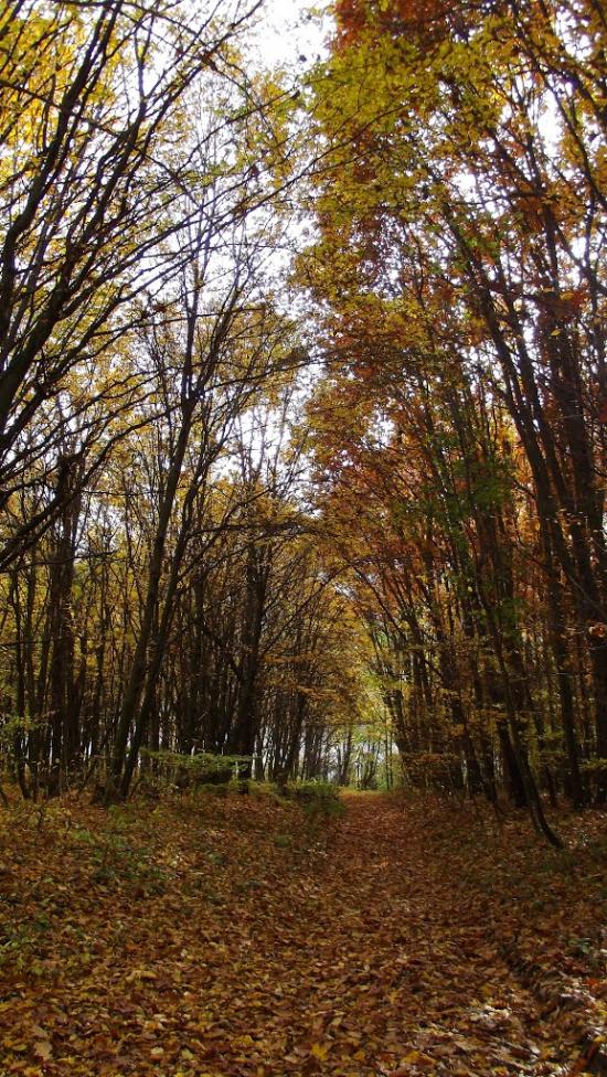 Лаврів з panoramio.com - Лавров