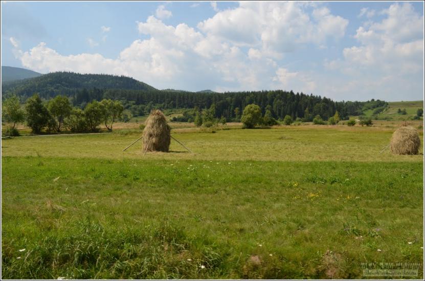 Пшеничники з panoramio.com - Пшеничники