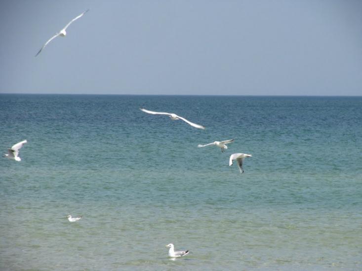 Генічеськ з panoramio.com - Генічеськ