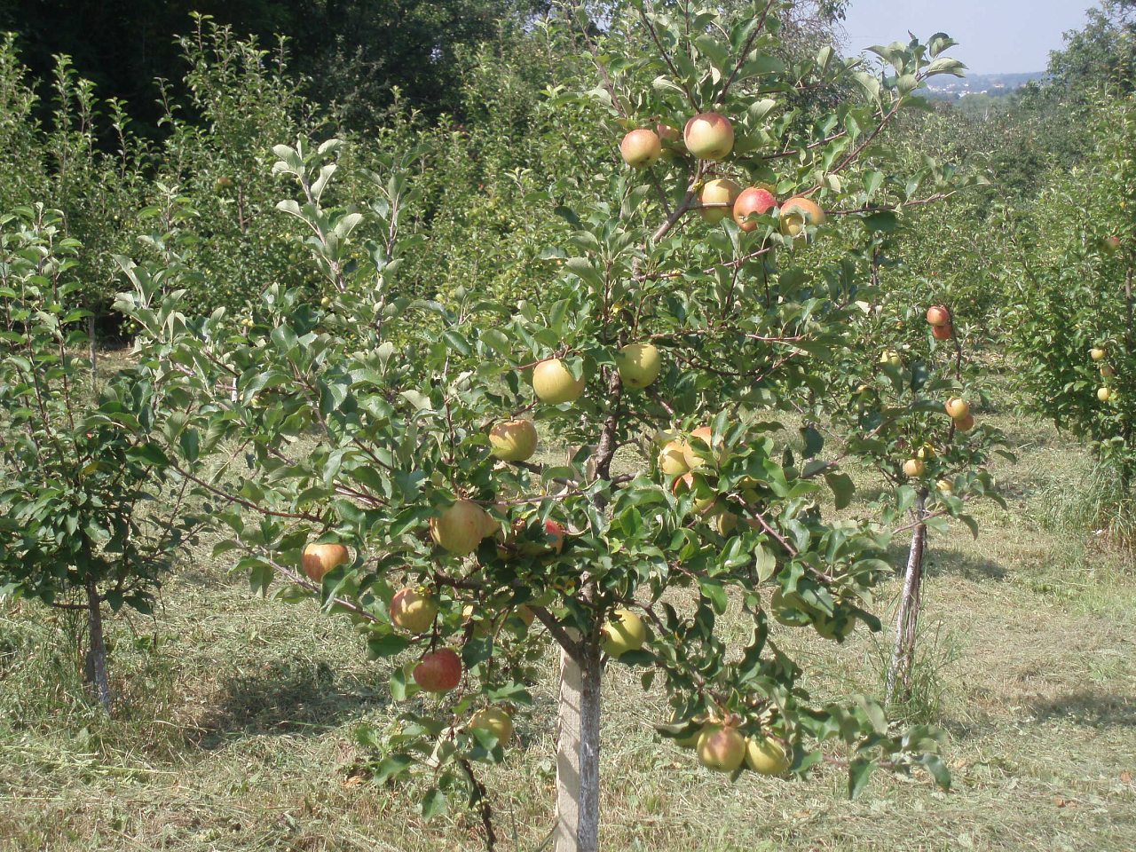 Голодьки з panoramio.com - Голодьки