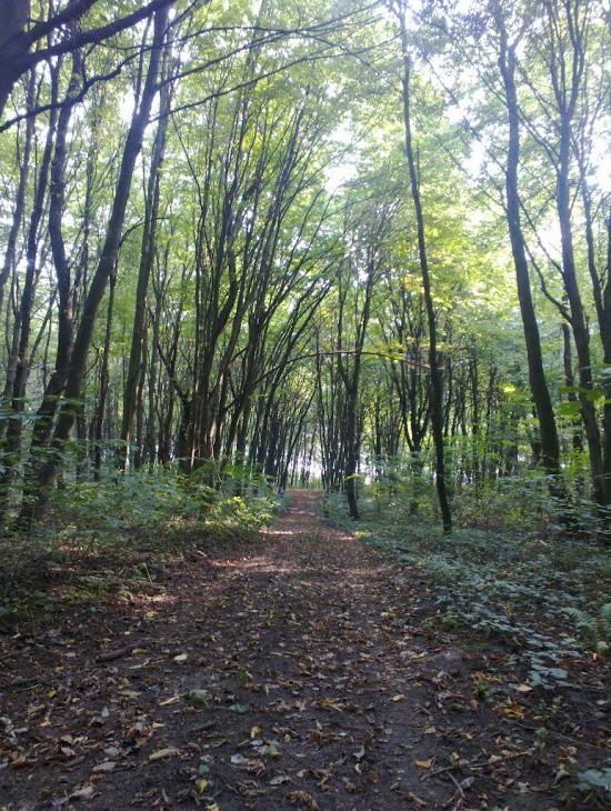 Лаврів з panoramio.com - Лавров