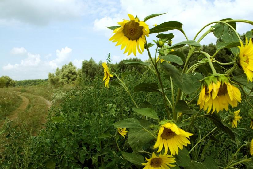 Деменці з panoramio.com - Dementsi