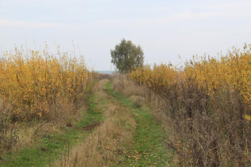 Баришівка з panoramio.com - Барышевка