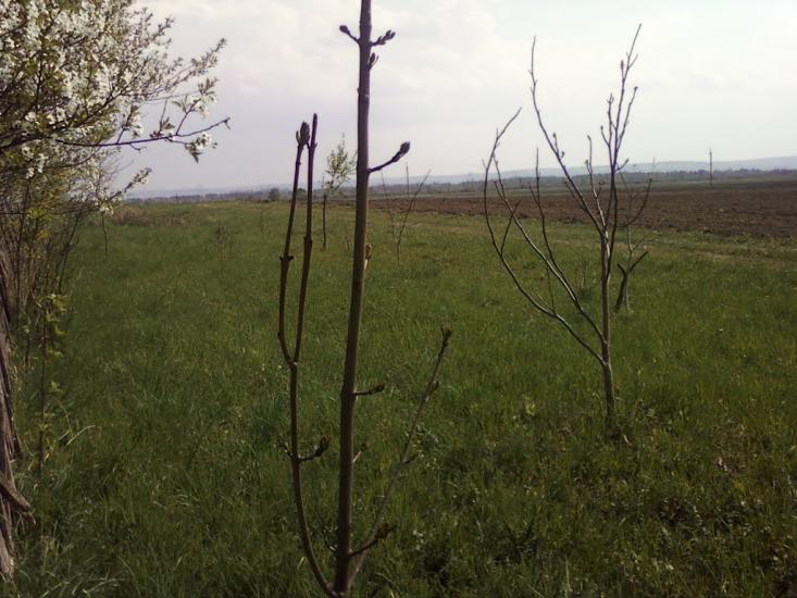 Великі Переліски з panoramio.com - Великі Переліски