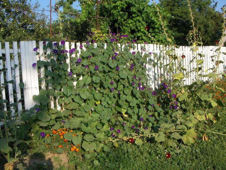 Дашуківка з panoramio.com - Дашуківка