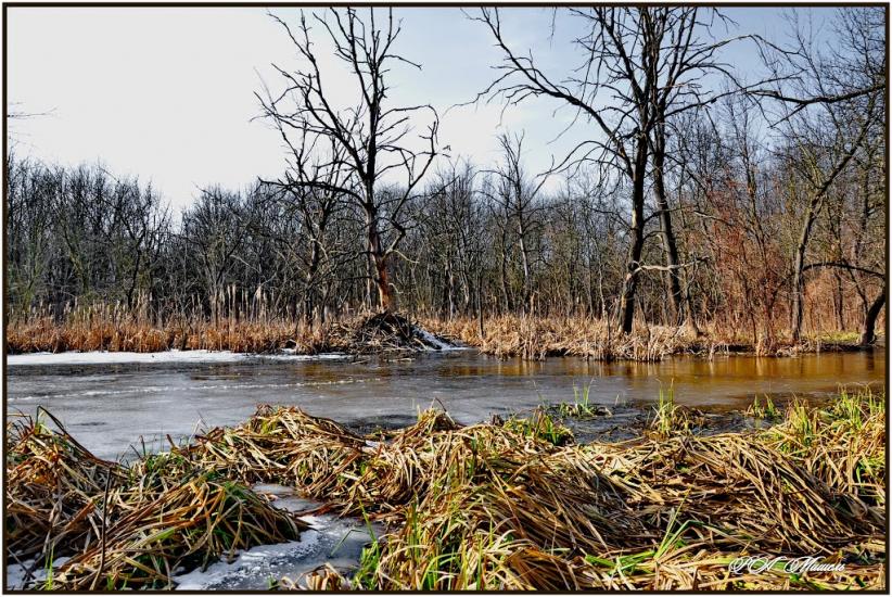 Привілля з panoramio.com - Приволье
