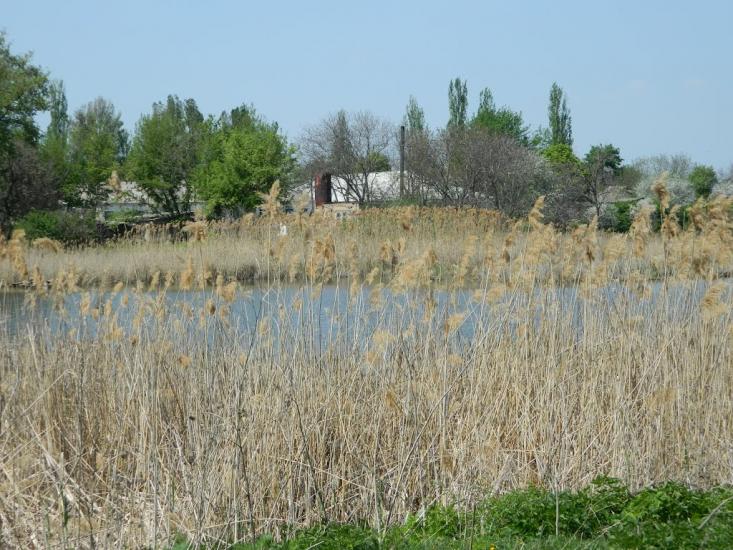 Шишкине з panoramio.com - Шишкино