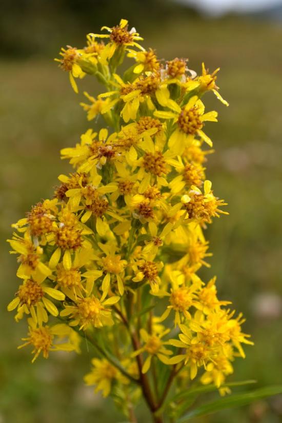 Люта з panoramio.com - Люта