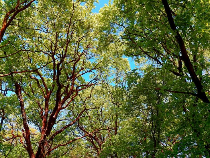 Велика Мартинівка з panoramio.com - Великая Мартыновка