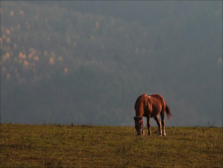 Пашківці з panoramio.com - Пашківці