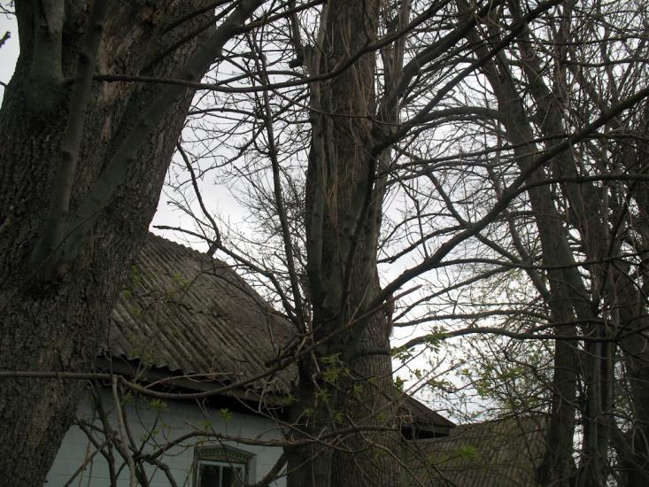 Велика Севастянівка з panoramio.com - Великая Севастьяновка
