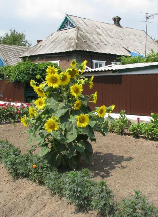 Старомихайлівка з panoramio.com - Старомихайловка