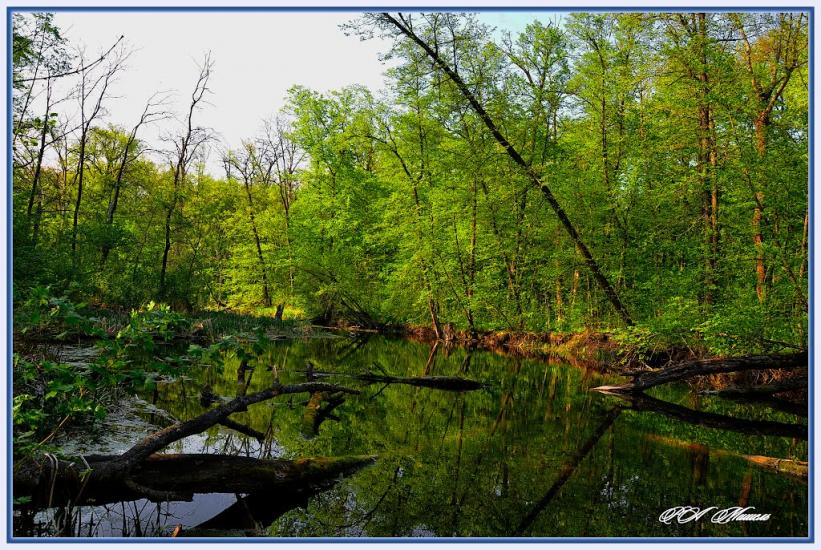 Серебрянка з panoramio.com - Serebryanka