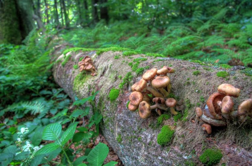 Полянська Гута з panoramio.com - Полянская Гута