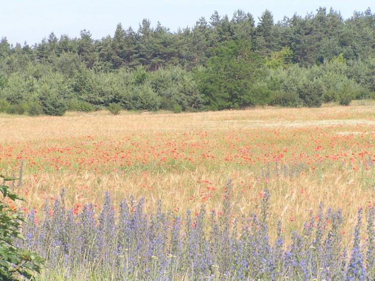 Слюсареве з panoramio.com - Слюсареве