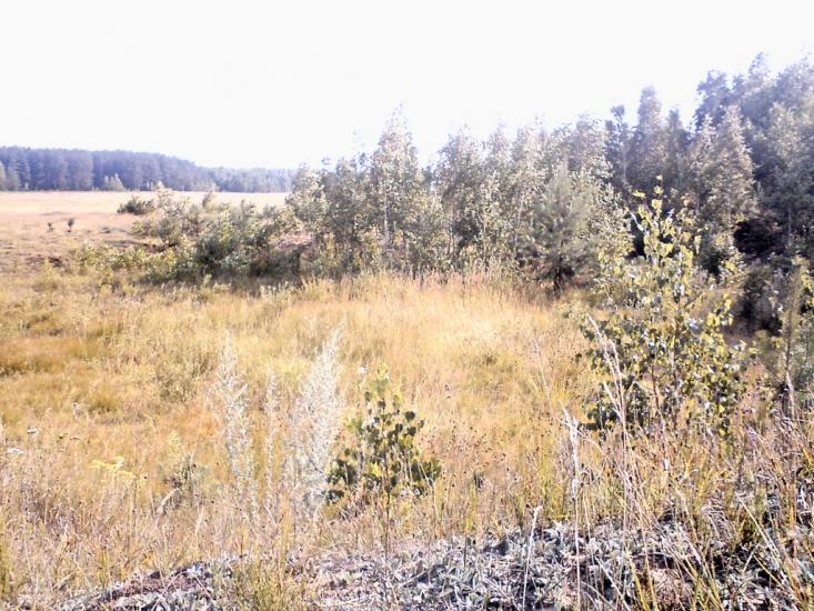 Деревини з panoramio.com - Derevyny