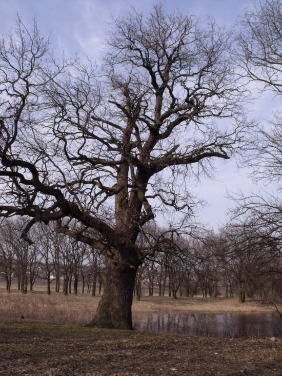 Кочережки з panoramio.com - Кочережки