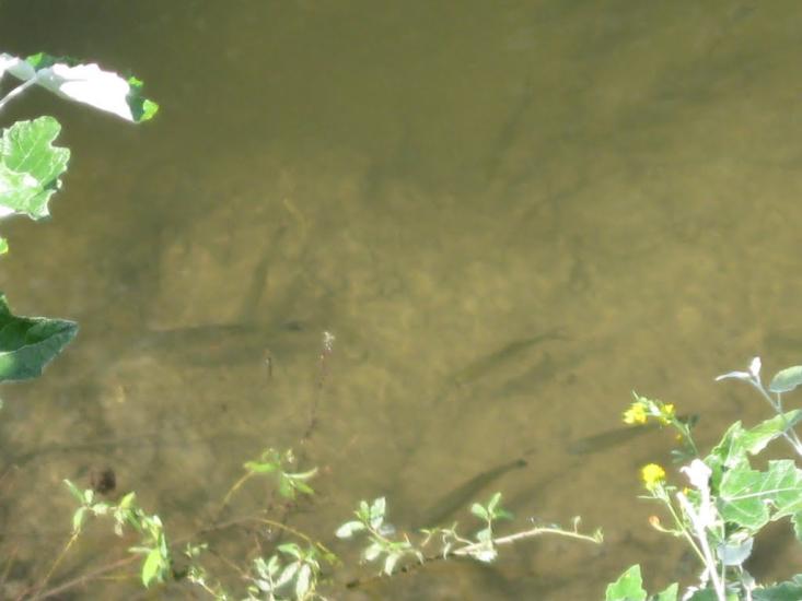 Осіч з panoramio.com - Осіч