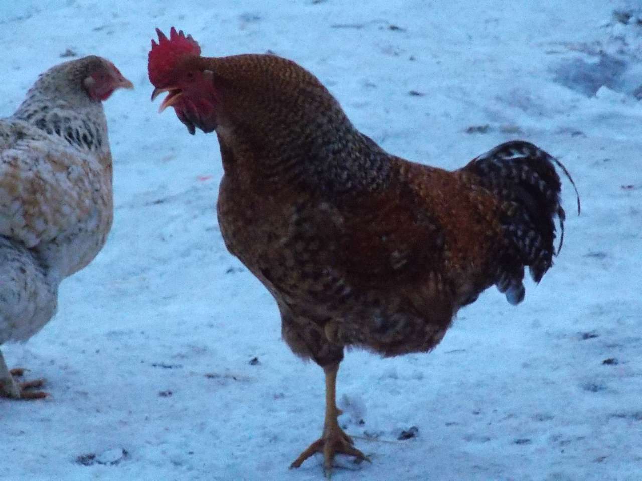 хто в домі хазяїн - Щенятин