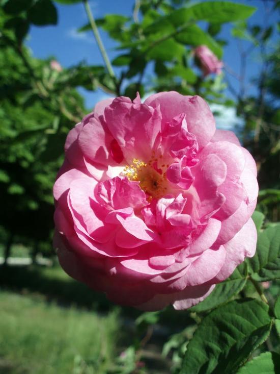 Солоницівка з panoramio.com - Солоницевка